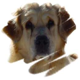 chien berger portugais - animaux portugal