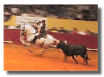 corrida portugaise : le taureau, un animal courageux par nature !