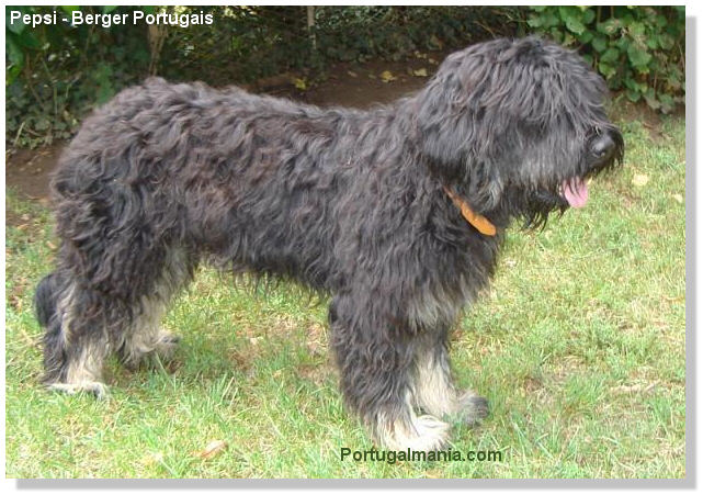 chien portugais - berger portugais