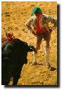 Le moment de v&eacute;rit&eacute;... dans la tourada Portugaise