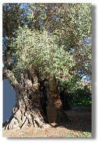 un olivier au Portugal qui a connu le Christ